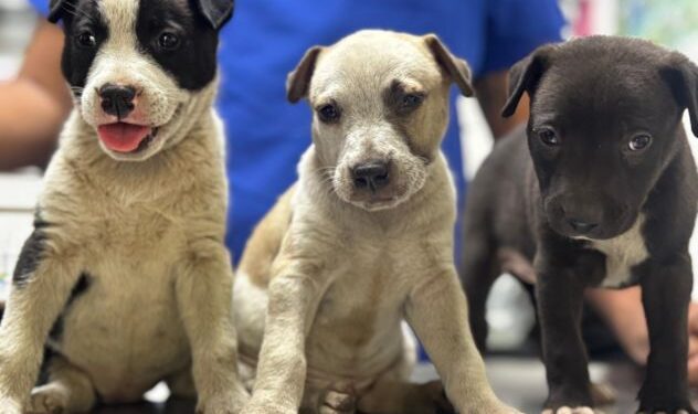 Inspectores de la PROPAEM resguardan a cachorros rescatados por maltrato animal en Cuernavaca, Morelos