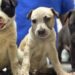 Inspectores de la PROPAEM resguardan a cachorros rescatados por maltrato animal en Cuernavaca, Morelos