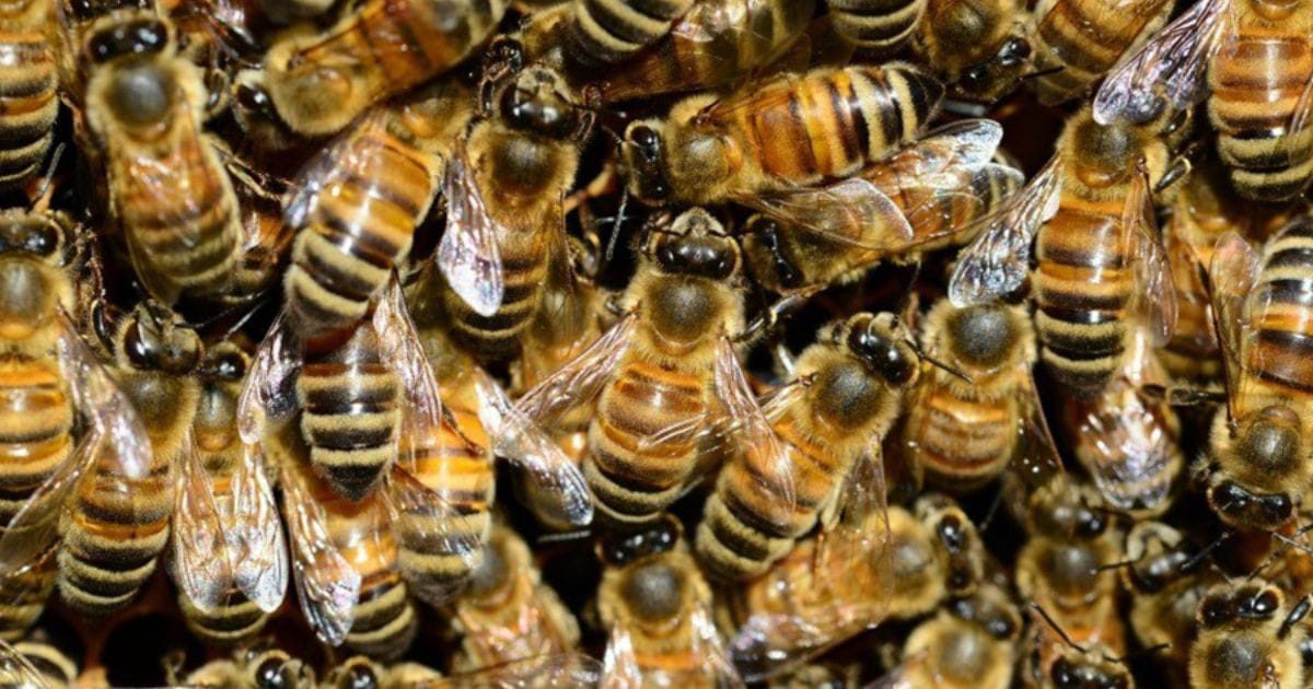 Se pronuncian ante el enjambre de abejas en escuela de Cuautla
