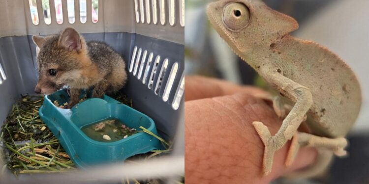 rescate de fauna (1)
