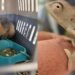 rescate de fauna (1)