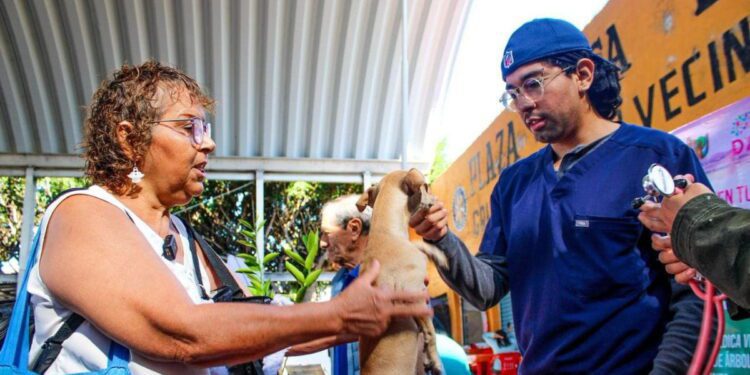 Ayuntamiento de Cuernavaca aplica más de 480 vacunas antirrábicas gratuitas en lo que va del año
