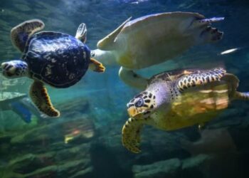 Ilustración digital de una tortuga marina portando un dispositivo de rastreo electrónico bajo el agua