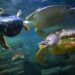 Ilustración digital de una tortuga marina portando un dispositivo de rastreo electrónico bajo el agua