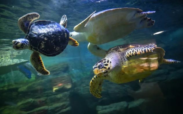 Ilustración digital de una tortuga marina portando un dispositivo de rastreo electrónico bajo el agua