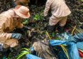 Personal operativo de conservación de barrancas del municipio de Cuernavaca realizando maniobras de desazolve