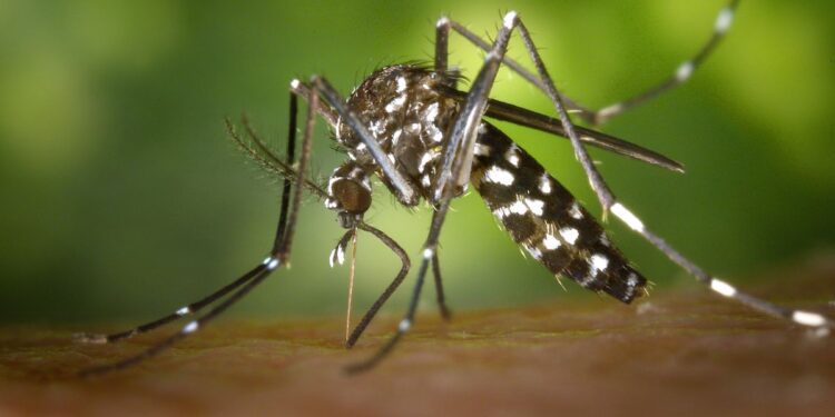 Dengue
