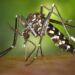 Dengue