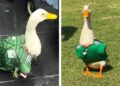 El pato viral Merlín asistirá como invitado de honor de la FIFA al Fan Fest en el Zócalo de la CDMX previo al partido de México contra Corea del Sur