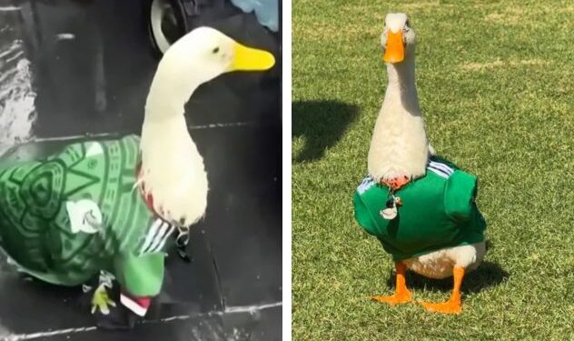 El pato viral Merlín asistirá como invitado de honor de la FIFA al Fan Fest en el Zócalo de la CDMX previo al partido de México contra Corea del Sur