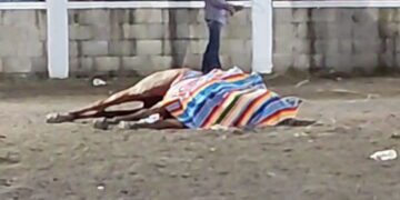 Fallece caballo en jaripeo de Jojutla al ser embestido por toro
