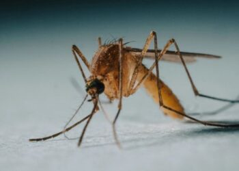 Científicos revisando contenedores automatizados de mosquitos en laboratorio tecnológico de salud pública