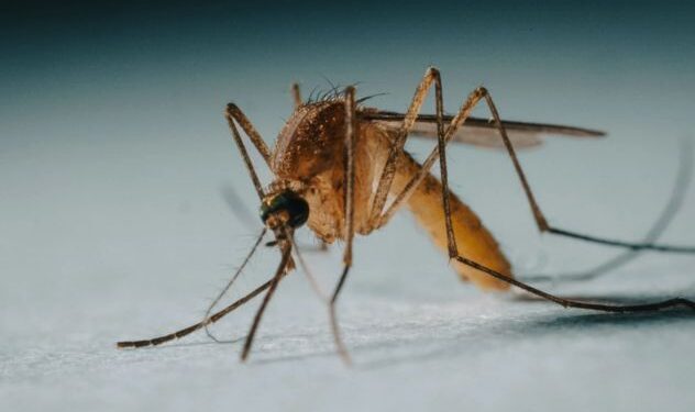 Científicos revisando contenedores automatizados de mosquitos en laboratorio tecnológico de salud pública