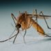 Científicos revisando contenedores automatizados de mosquitos en laboratorio tecnológico de salud pública