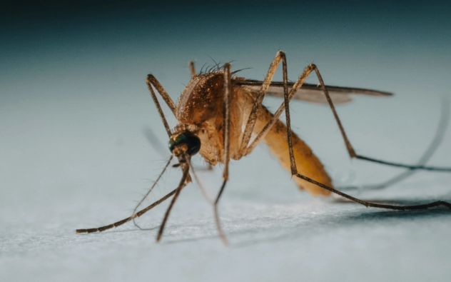 Científicos revisando contenedores automatizados de mosquitos en laboratorio tecnológico de salud pública