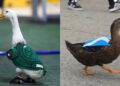 La competencia de “Merlín”: El pato escocés “Down” se vuelve la nueva sensación