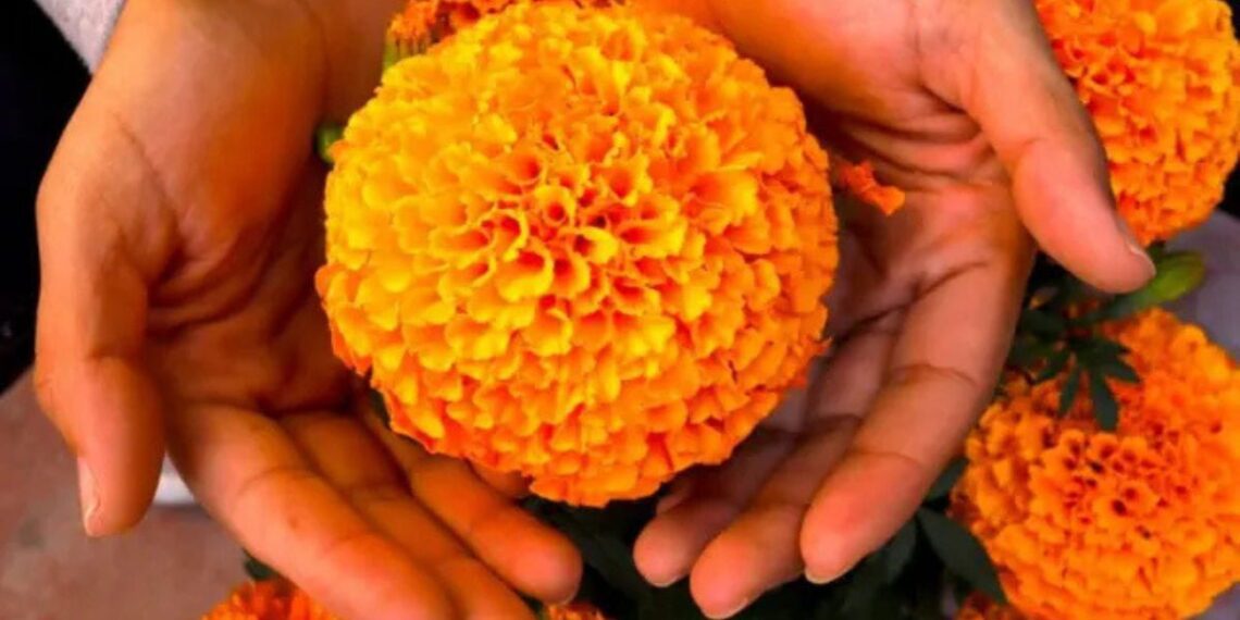 Más de 300 mil flores de cempasúchil plantaron por el Mundial 2026
