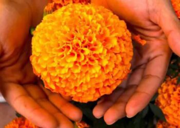 Más de 300 mil flores de cempasúchil plantaron por el Mundial 2026