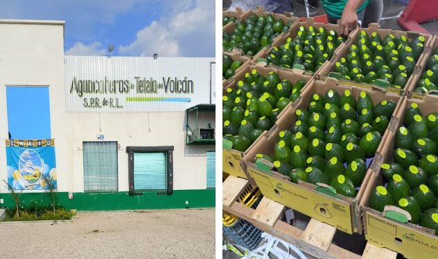 Cargamento de aguacate de Tetela del Volcán listo para exportación en centro de acopio, Tetela del Volcán, Morelos