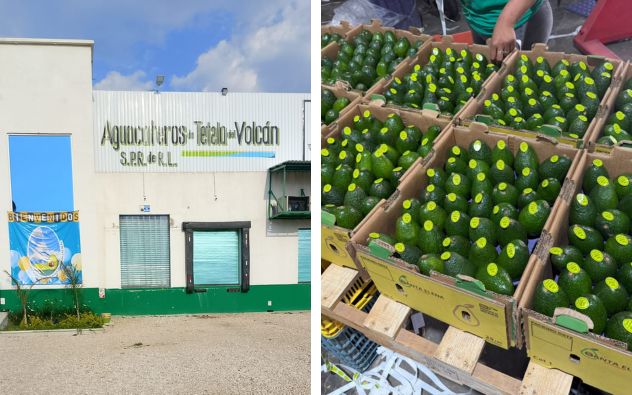 Cargamento de aguacate de Tetela del Volcán listo para exportación en centro de acopio, Tetela del Volcán, Morelos
