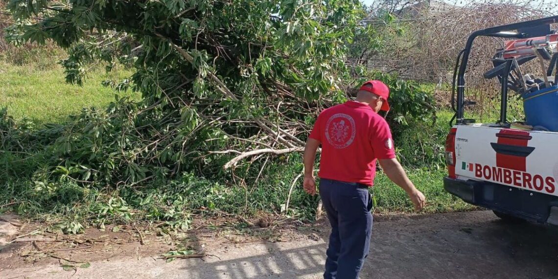 Retiran árboles caídos y ramas de riesgo por temporal de lluvias en Cuernavaca