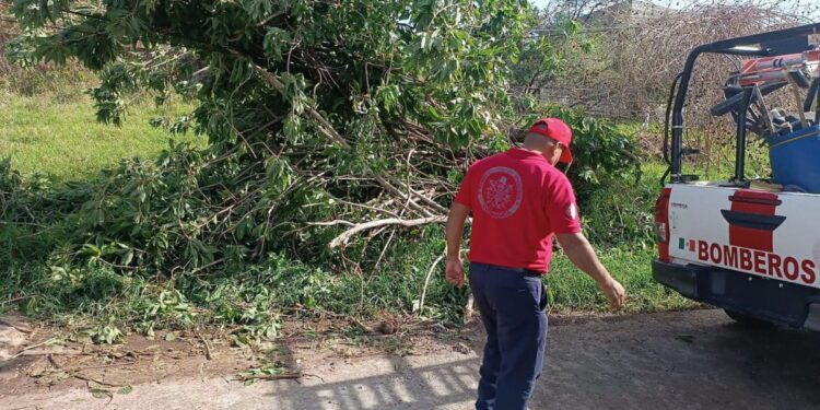 Retiran árboles caídos y ramas de riesgo por temporal de lluvias en Cuernavaca