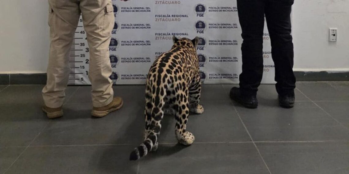 jaguar en Michoacán (1)