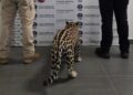 jaguar en Michoacán (1)