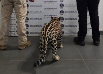 jaguar en Michoacán (1)